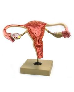 Model, Human, Female Reproductive, Ovary