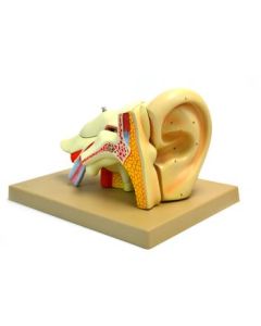 Model, Human Ear, 5 Parts, 4x life size