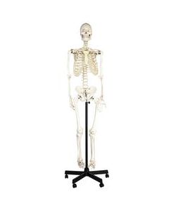 Eisco Labs Life Sized Human Skeleton Model (62" Height), Articulated Joints, Pelvic Mounted with Wheeled Base