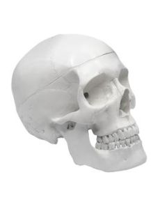Human Adult Skull Model, 3 Part - Medical Quality Anatomical Replica - 9" Height - Removable Skull Cap, Shows Most Major Foramen, Fossa, and Canals - Articulated Mandible - Eisco Labs