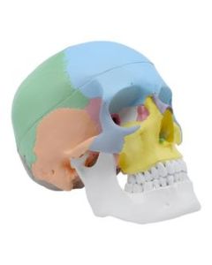Colored Human Adult Skull Anatomical Model, 3 Part - Life Size - Hand Painted, Color Coded - Medical Quality, 9 Inches - Removable Skull Cap - Eisco Labs