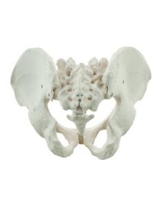 Male Pelvis Model, Human - Life Size, 3D Rendering for Anatomical Study - Medical Quality - Eisco Labs
