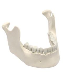 Mandible & Lower Jaw Model with 16 Teeth - Anatomically Accurate Human Bone Replica - Natural Size, Natural Color - Eisco Labs