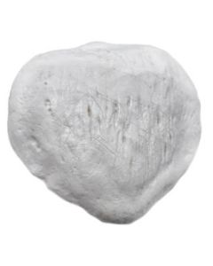 Patella Bone Model - Left - Anatomically Accurate Human Kneecap Bone Replica - Eisco
