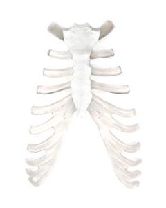 Sternum Bone and Cartilage Model - Anatomically Accurate Human Bone and Cartilage Replica - Eisco