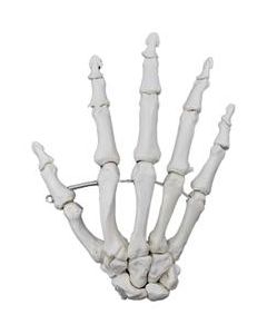 Hand Model, Right - Articulated - Anatomically Accurate Human Hand Bone Replica - Natural Size, Natural Color - Eisco Labs