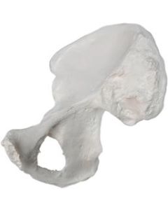 Hip Bone Model - Right - Anatomically Accurate Human Coxal Bone Replica - Eisco