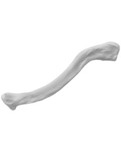 Clavicle Bone Model - Right - Anatomically Accurate Human Clavicle Bone Replica - Eisco