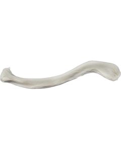 Clavicle Bone Model - Left - Anatomically Accurate Human Clavicle Bone Replica - Eisco