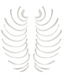 Rib Bones - Disarticulated - 24 Bones, Full Set - Natural Size, Natural Color - Human Rib Bones Right and Left Model - Eisco Labs