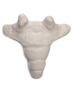 Coccyx Bone Model - Anatomically Accurate Human Tailbone Replica - Eisco