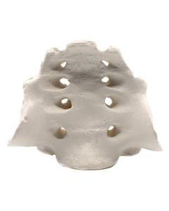 Sacrum Bone Model - Anatomically Accurate Human Replica - Eisco