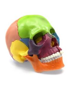 Didactic Miniature Skull Model - Painted Multi-Color - 15 Pieces, Magnetic Mounting - 1/2 Natural Size - Eisco Labs