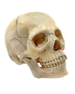 Didactic Miniature Skull Model - Painted, Natural Color - 15 Pieces, Magnetic Mounting - 1/2 Natural Size - Eisco Labs