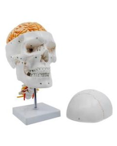 Numbered Skull Model, with 3D Brain - Sutures & Cervical Vertebrae  - Natural Color & Size - Mounted on Stand - Eisco Labs