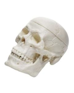 Miniature Human Adult Skull Model, 3 Part - Medical Quality Anatomical Replica - 2.5" Height - Removable Skull Cap, Shows Most Major Foramen, Fossa, and Canals - Articulated Mandible - Eisco Labs