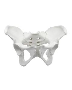Female Pelvis Model, Human - Life Size, 3D Rendering for Anatomical Study - Medical Quality - Eisco Labs