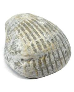 3cm Paleozoic Bivalve Fossil Replica