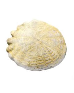 Hardouinia Fossil Replica, 4cm - Mesozoic Echinoderm Model - Eisco Labs