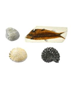 Set of 4 Deluxe Fossil Replicas - Includes 1 Ammonite, Hardouinia, Bivalve and Fish - Eisco Labs
