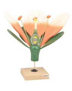Flower Cross Section Model - Enlarged 10X Life Size - Hand Painted - Designed by Professional Botanists - Eisco Labs