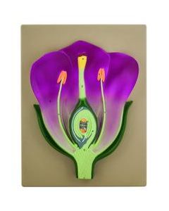 Typical Flower Model, Three Dimensional, Vertical Section with Hand Painted Details - Mounted on Base, 14" x 9" - Eisco Labs