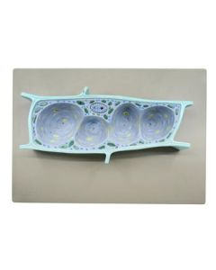 Plant Cell Model, Three Dimensional, Sectional View with Hand Painted Details - Mounted on Base, 13" x 9" - Eisco Labs