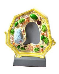Plant Cell Model, Free Standing - 10.5" x 8.5", Greatly Magnified - Eisco Labs