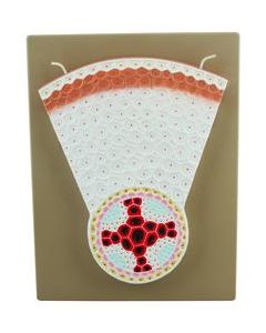 Dicot Root Model - Transverse Section with Hand Painted Details - Eisco Labs
