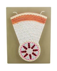 Monocot Root Model - Transverse Section - Precise Hand Painted Details - Labeled with Included Key Card - Mounted on Base - Eisco Labs