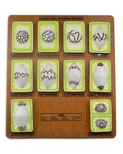 Plant Mitosis Model, 18 Inch - Three-Dimensional - Hand Painted Details - Simplified - Mounted - Eisco Labs
