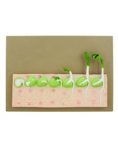 Eisco Labs Seed Germination Model (Pea) on base; 14 inches