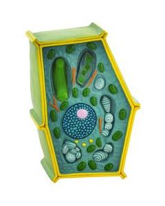 Eisco Labs Plant Cell Model; free standing 50 million times enlarged; 10" X 6.5" X 4"