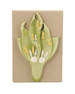 Monocot Flower Model (Wheat) - Three Dimensional, Longitudinal Dissection - Hand Painted Details, Magnified - Mounted on Base, 15" x 9.5" x 2.5" - Eisco Labs