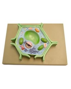 Eisco Labs Plant Cell Model on base; 11.5" X 10" X 2"