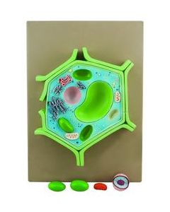 Eisco Labs 4 Part Plant Cell Model on base; chloroplast, mitochondrion, and nucleus removable; 11.5" X 10" X 2"