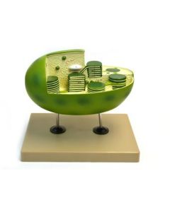 Eisco Labs Chloroplast Model with cut away section to reveal internal structures; Chloroplast 10" X 6"