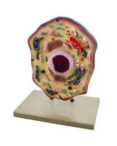 EISCO Animal Cell Model, Hand Painted