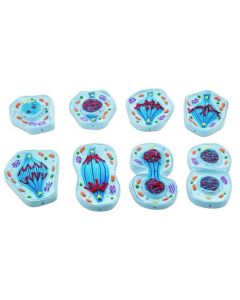 Mitosis Model, Set of 8 Models - Enlarged - 4" x 5.8" Each - Eisco Labs