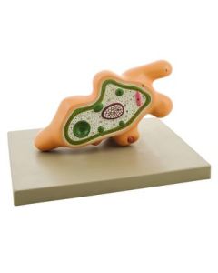 Eisco Labs Amoeba Proteus Model on base; enlarged approx. 1000 times; pseudopod extended