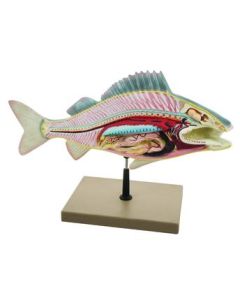 Eisco Labs Fish Dissection Model (Perch); fish 19.5 inches long