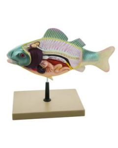 3D Fish Dissection Model, 14" Length