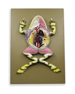 Frog Dissection Model, 17 Inch - Mounted - With English Key Card - Eisco Labs