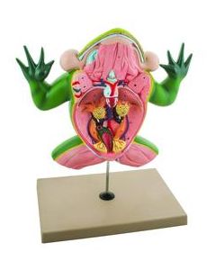 Jumbo 3D Frog Dissection Model w/ Keycard - Eisco Labs