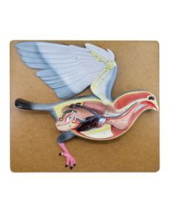 Pigeon Dissection Model, 18" - Mounted on Base - Hand Painted Details & Numbered Structures - Includes Key Card - Eisco Labs