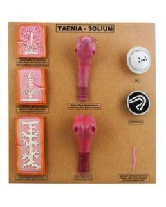 Large Tape Worm Taenia Solium Scolex Comparison Model