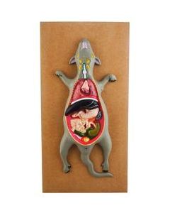 Eisco Labs Male Rat / Mouse Dissection Anatomical Model 24" x 12 Base