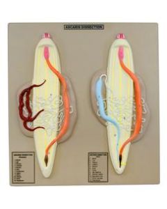 Ascaris Model, Male & Female - Enlarged, Dissection with Hand Painted Details - Mounted on Base, 14" x 13" - Eisco Labs