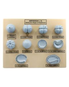 Amphioxus Embryonic Stages Model - Three Dimensional with Hand Painted Details - Mounted on Base, 10" x 9" - Eisco Labs