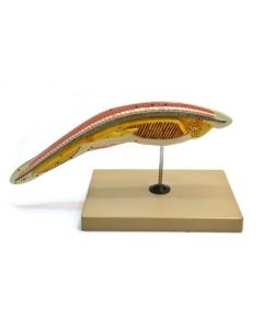 Eisco Labs Amphioxus / Lancelet Enlarged 150 Times - Hand Painted